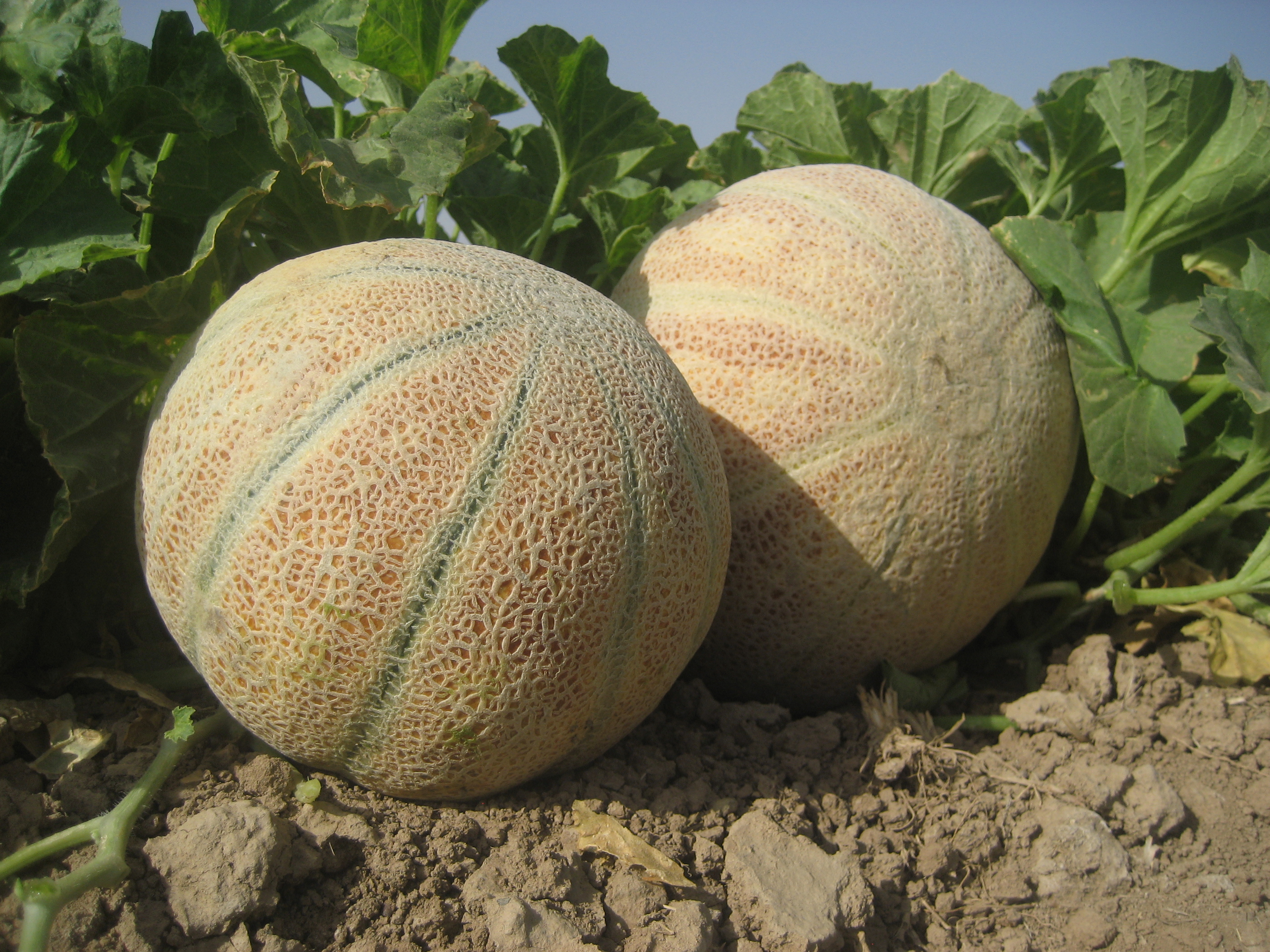 بذر طالبی سمسوری